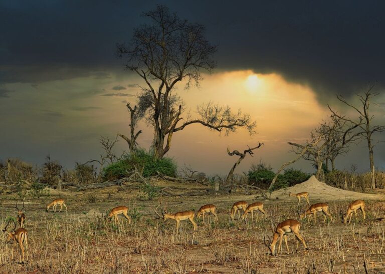 SILBER - Franz Helm, Fotoclub Neuhofen | Impalas im Chobe