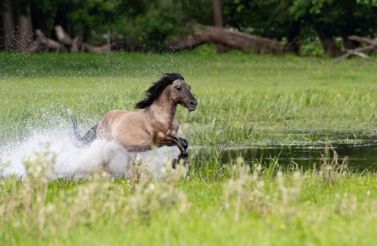 BRONZE - Richard Hilpold, KBW Fotoclub Kirchheim | Galopp