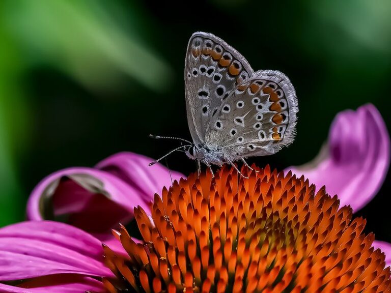 BRONZE - Erika Dobner, Fotoclub Schwertberg | Schmetterling