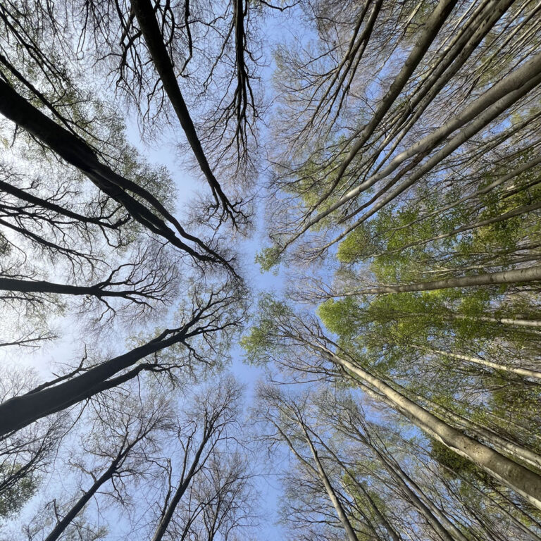 GOLD - Arthur Ramaseder, Fotoclub Riedau-Zell | Labyrinthe Diagonal