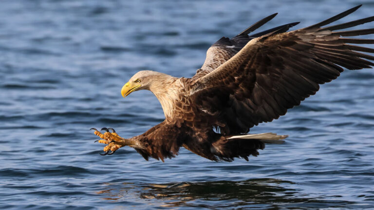 SILBER - Ferdinand Finstermann, Fotoclub Altheim | Beim Fischfang