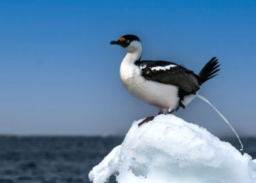 Blauaugenkormoran beim Pipi . Elisabeth Oberlehner . Peuerbach