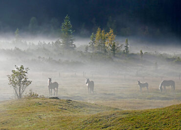 Morgennebel . Gerti Wagner . Schardenberg