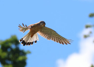 Rüttelflug . Ferdinand Finstermann . Altheim