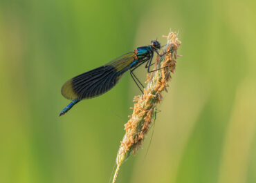 Libelle . Robert Hatheier . Altheim