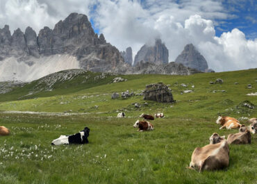 Siesta auf der Alm . Georg Gaisbauer . Kirchheim