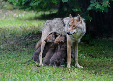 Wolfsfähe säugt Welpen . Franz Ketter . Schwanenstadt