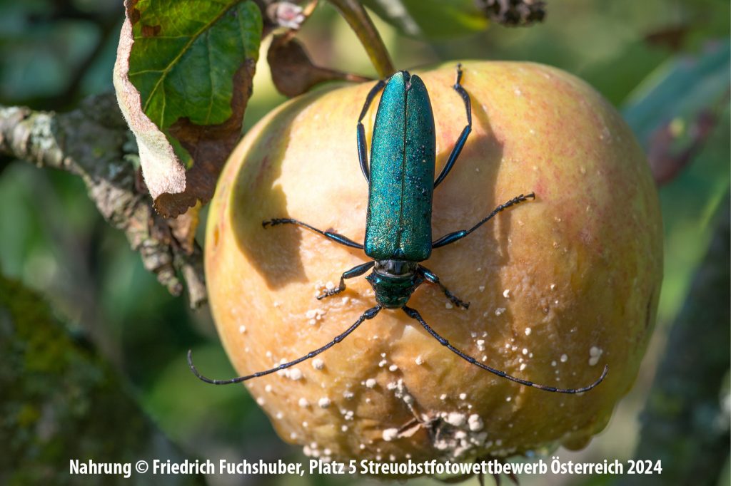 Nahrung | Friedrich Fuchshuber | Fotoclub Schwanenstadt